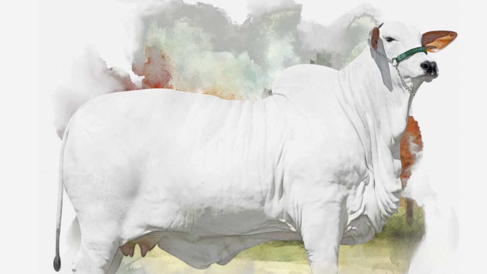 Filha de Viatina-19, fêmea Nelore é valorizada em R$ 30,24 milhões em plena Faria Lima; vídeo