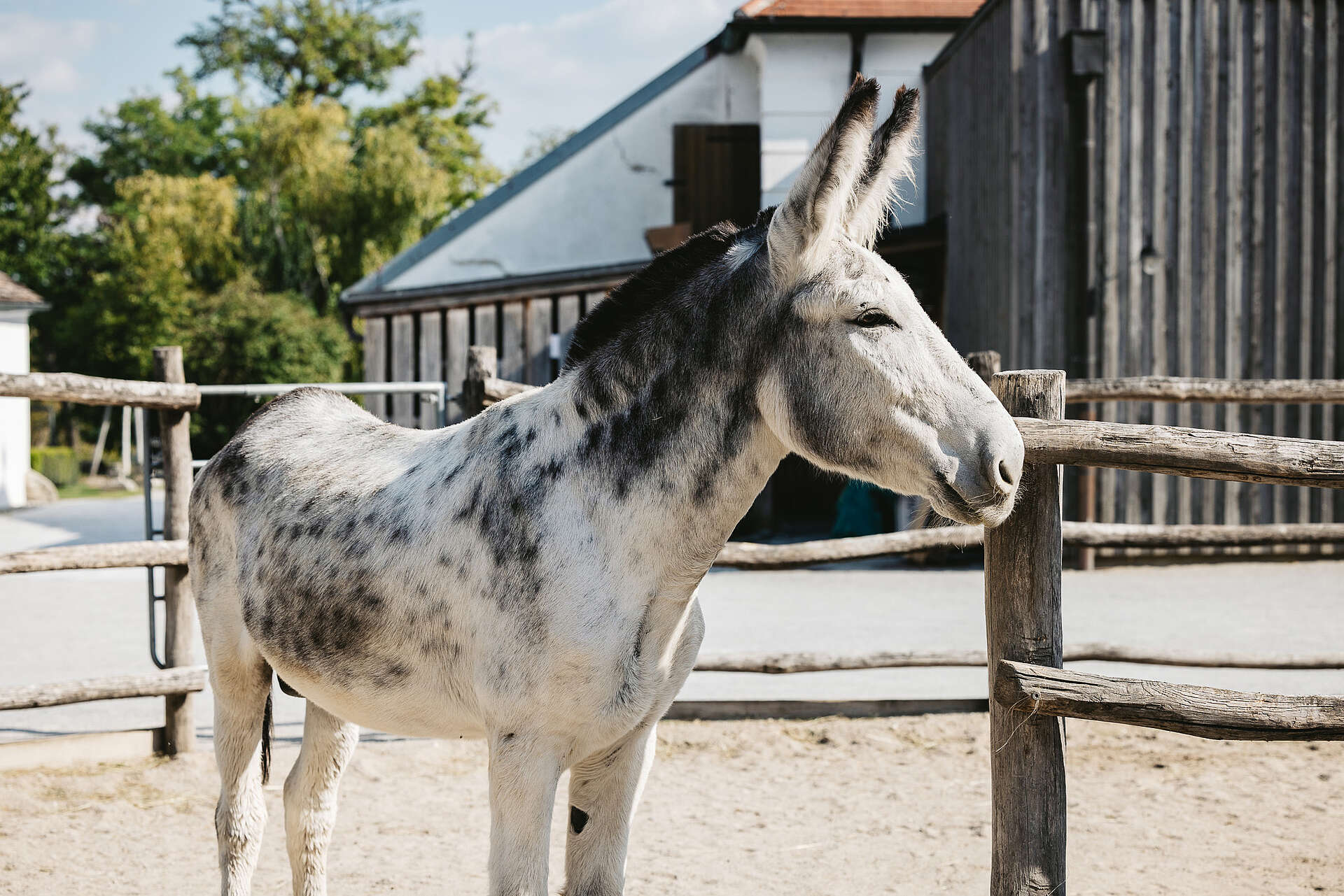 O burro gigante da Andaluzia pode desaparecer para sempre, entenda