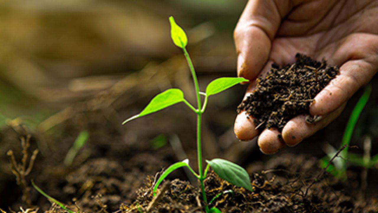 Dia Mundial do Solo: setor produtivo garante preservação do solo com adoção de práticas sustentáveis