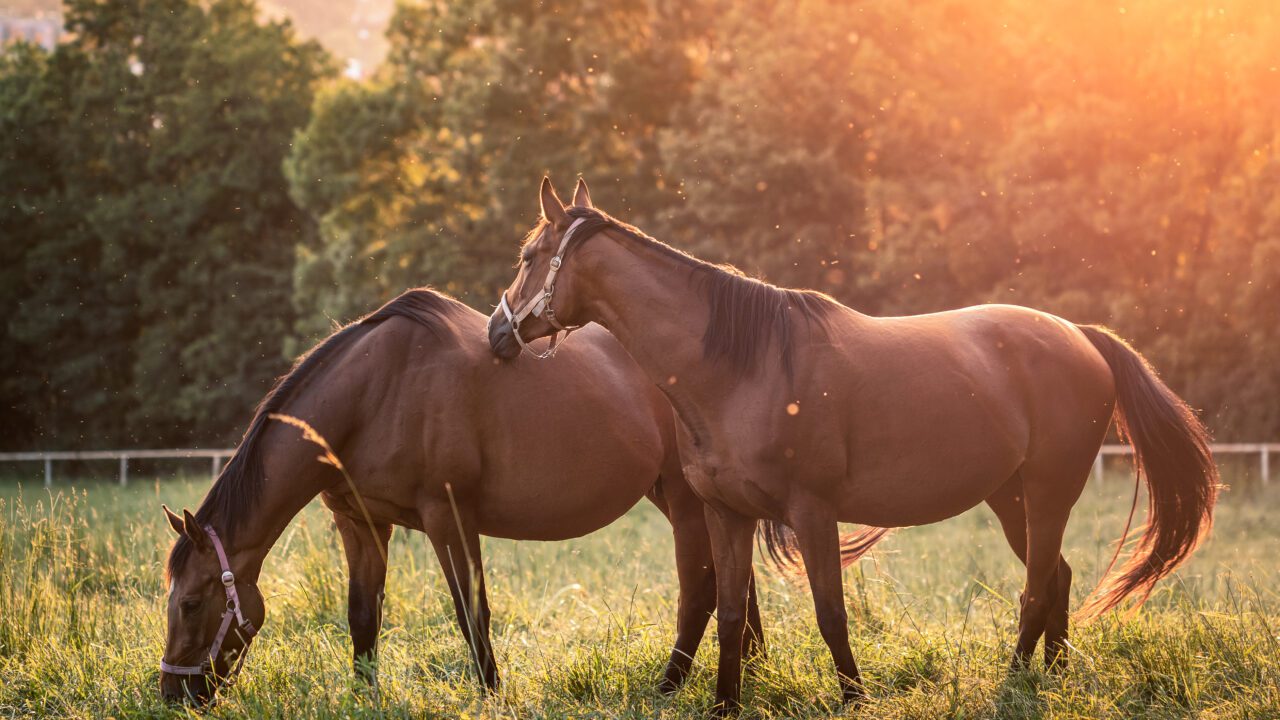 Como as éguas receptoras moldam a nova geração de campeões dos haras milionários