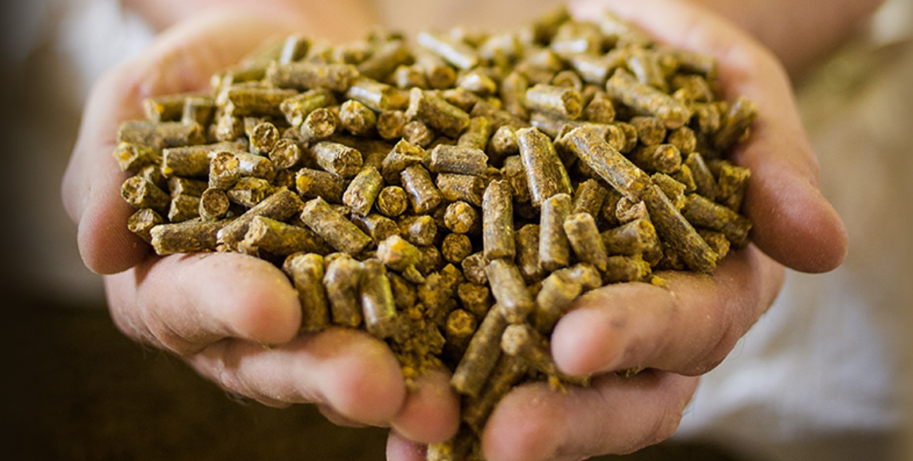 Sindirações: produção cresce 2% até setembro; ano deve fechar em 90 milhões de t