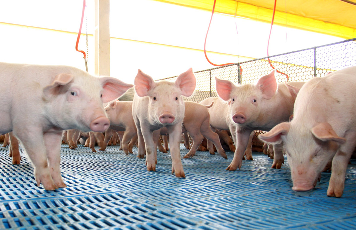 Malásia proíbe importação de suínos da Espanha após surto de Peste Suína Africana