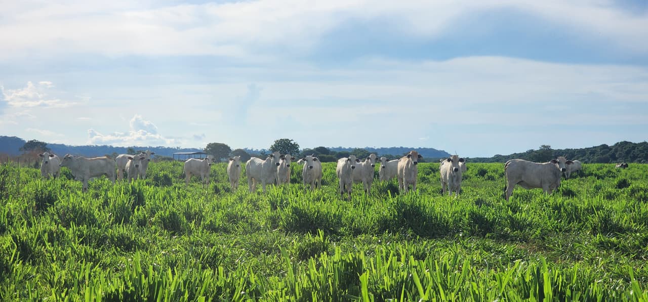Imac leva campanha tira-dúvidas sobre regeneração de áreas degradadas à região Leste de MT