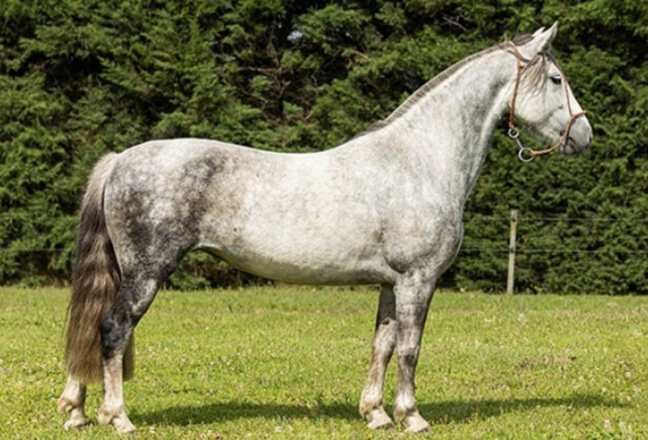 Leilão da Estância da Glória destaca genética campeã da raça Crioula