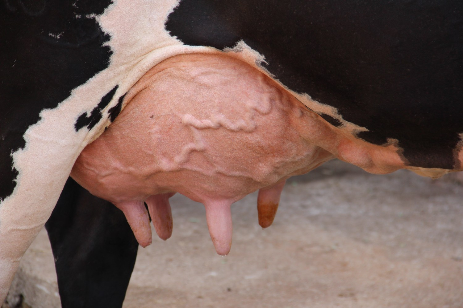 Por que a ocitocina da ordenha não causa aborto?