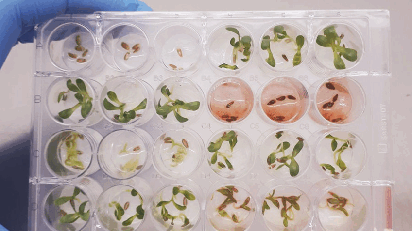 Pesquisa identifica moléculas com potencial para novos defensivos