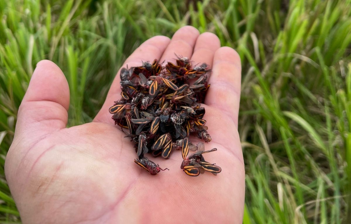 Pragas desafiam a pecuária e colocam em risco o desempenho das pastagens no Brasil