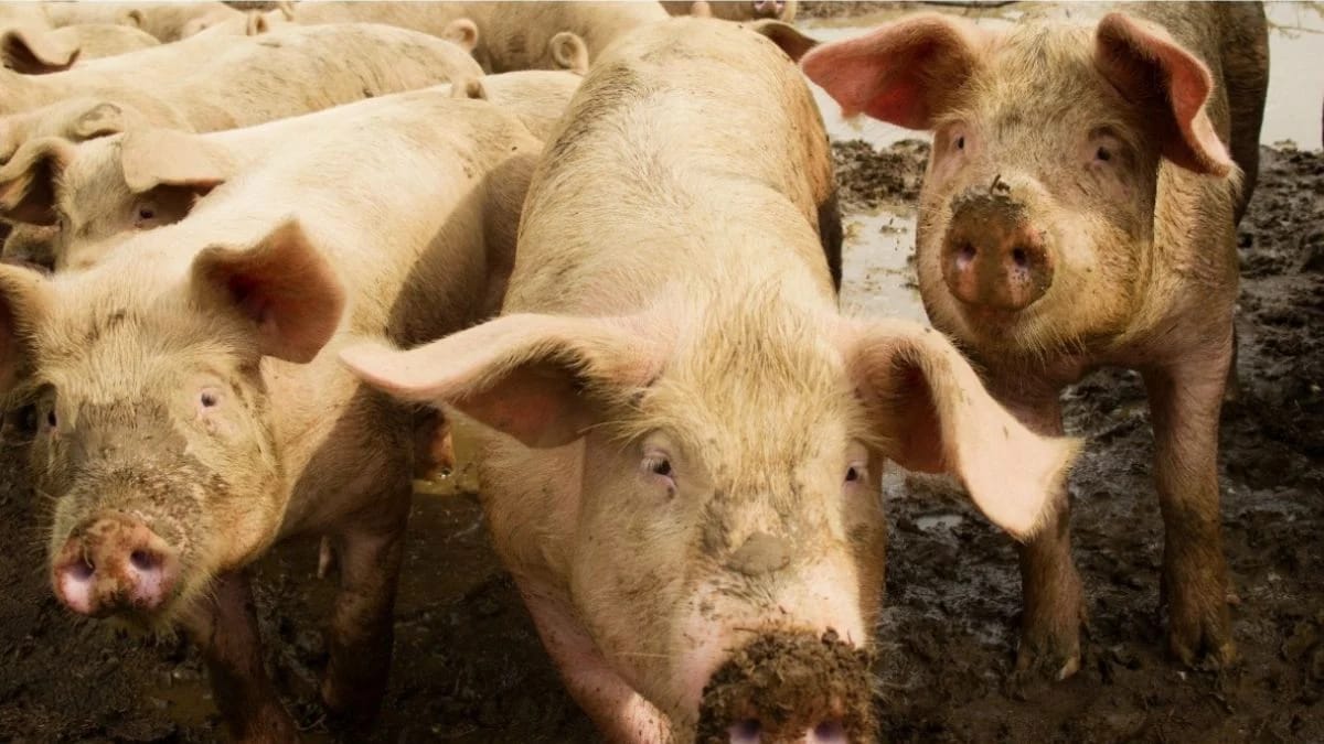 Espanha investiga 5 laboratórios por possível vazamento de peste suína