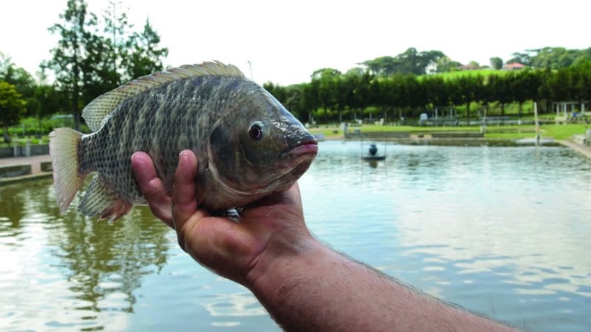 Agro pressiona e governo suspende lista com tilápia como espécie invasora