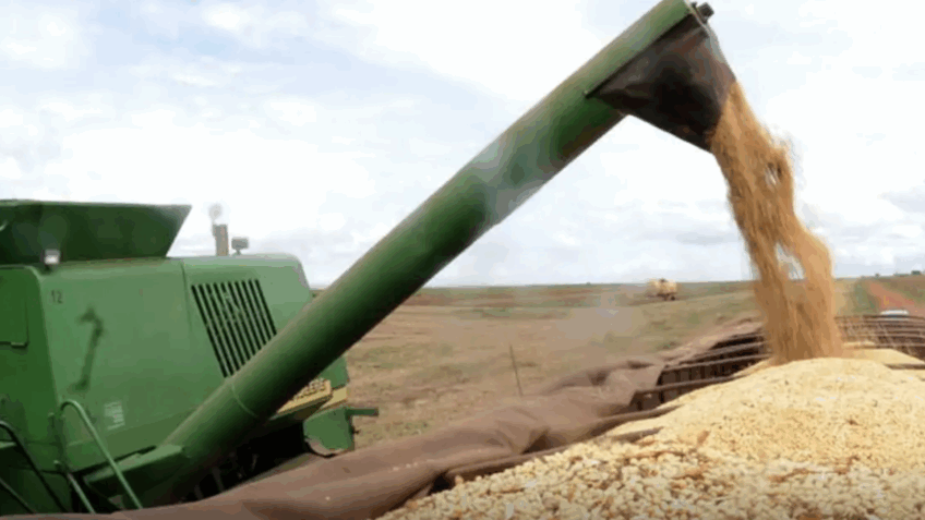 Farinha à base de castanha-do-brasil tem mais proteína que trigo