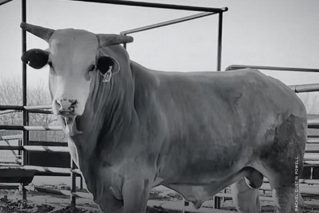 Morre um dos maiores nomes do rodeio na atualidade, o gigante touro Big Bank
