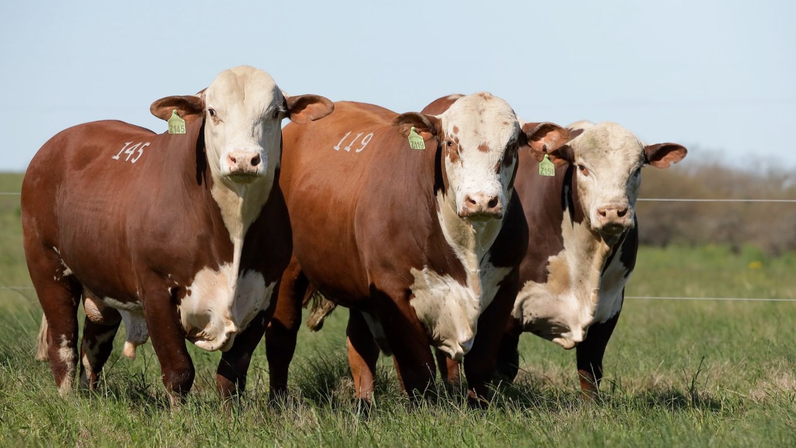 Como o sumário de touros pode impulsionar a genética do seu rebanho