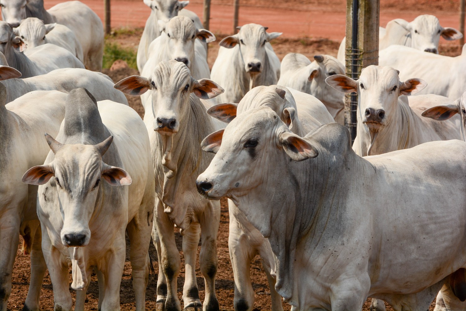 Como evitar prejuízo de R$ 180 por cabeça no verão e manter o ganho de peso do gado