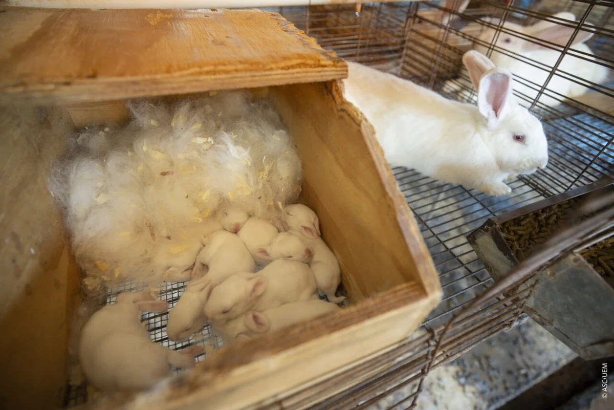 Técnica inédita permite ordenhar coelhas e criar leite artificial para cunicultura brasileira