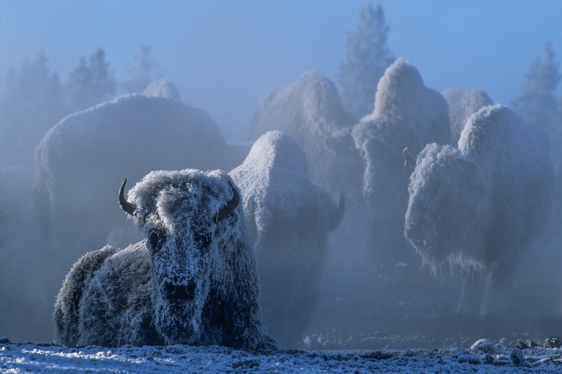 Imagem viraliza ou mostrar bovino resistindo ao frio de -37 °C em Yellowstone; veja