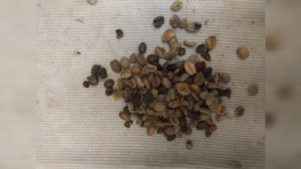 Mais de 4 toneladas de cascas de café são apreendidas em torrefação; veja onde