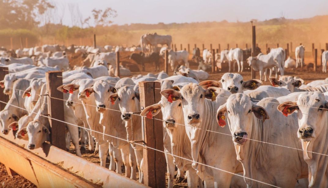 Tarifaço dos EUA e exportação recorde: como o confinador reagiu em 2025