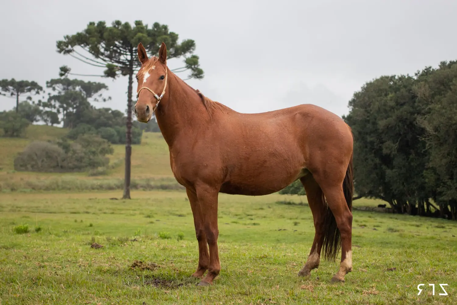 Conheça o cavalo Campeiro, o tesouro brasileiro que nasceu selvagem e virou patrimônio cultural