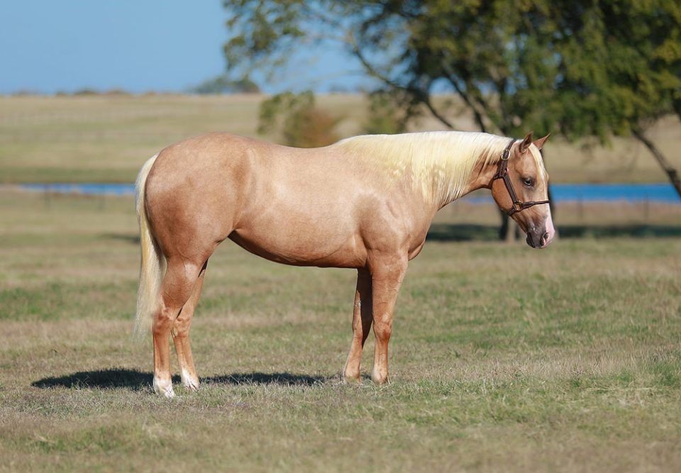 Whizicle 66, filha de Inferno Sixty Six, quebra recorde no NRHA Markel Futurity Sale 2025