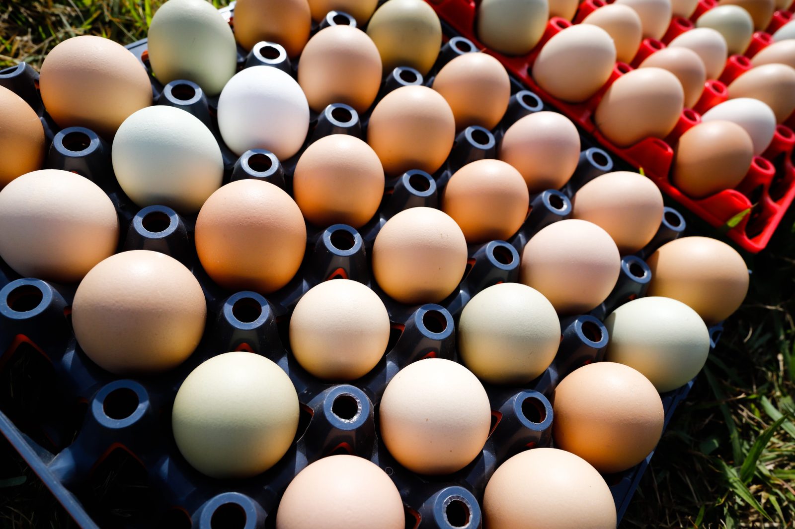 Exportações de ovos mantém alta de 5,8% em novembro