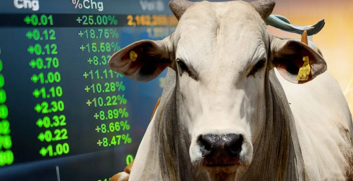 Boi gordo sobe ou desce? Veja as cotações da arroba na abertura da semana