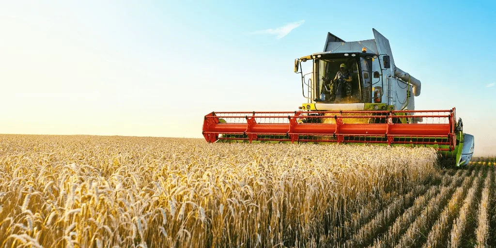 Preços do trigo têm movimentos distintos dentre as praças