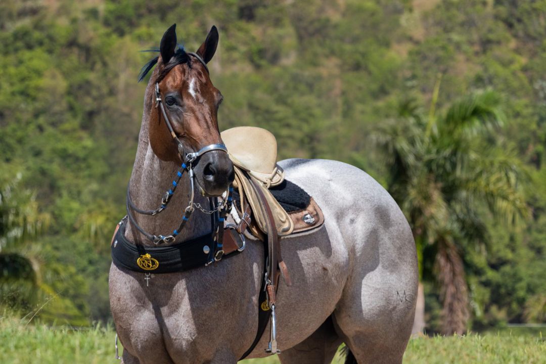 Grandes nomes da vaquejada, Agro CPMF & Haras MSL ofertam genética campeã em leilão inédito