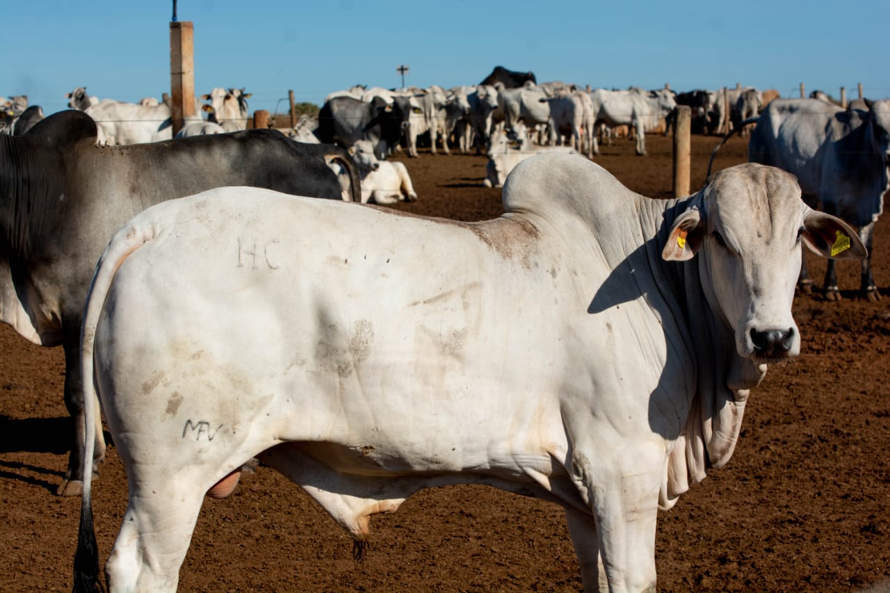 Quanto custa confinar um boi em cada estado? Veja o ranking nacional e o que ele significa