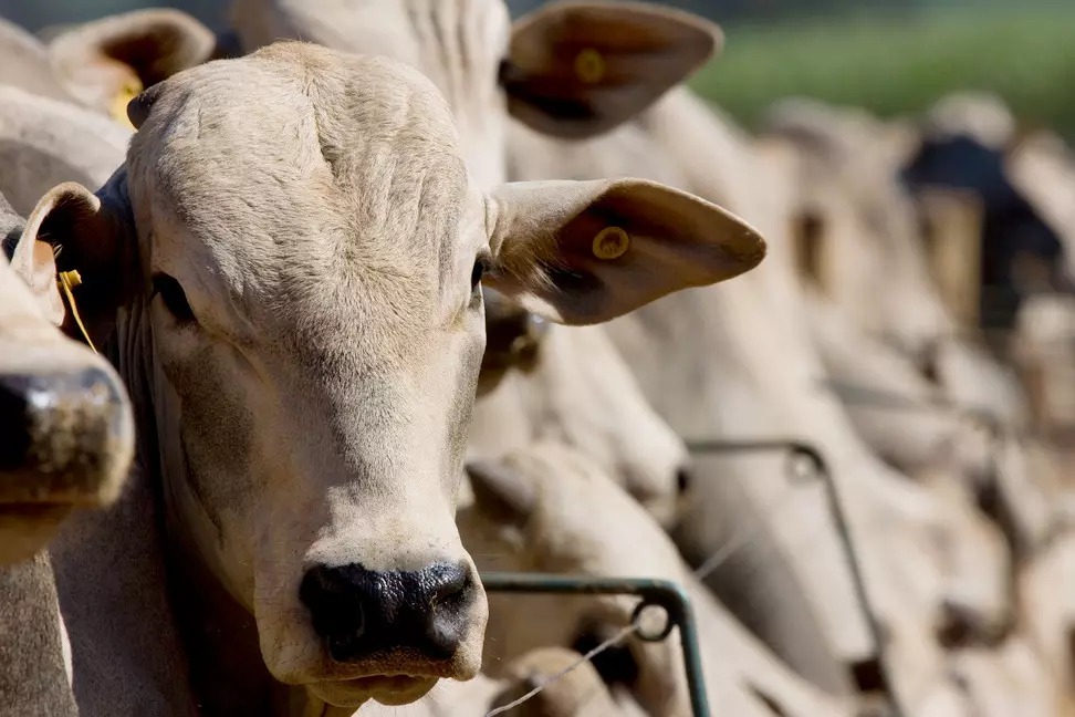 Confinamento sustentável: Estratégias para reduzir impactos ambientais sem perder rentabilidade