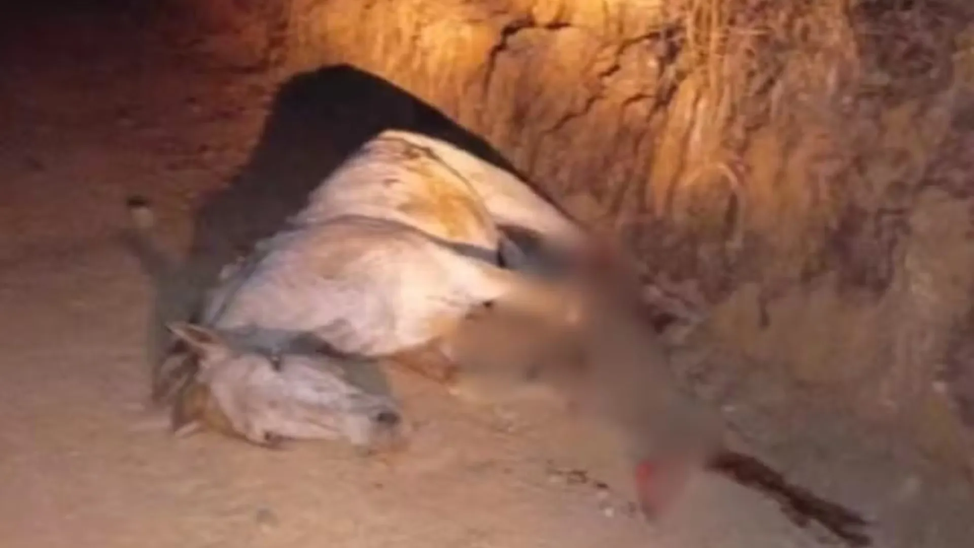 Tutor que cortou 4 patas de cavalo é condenado a 11 meses de prisão em SP