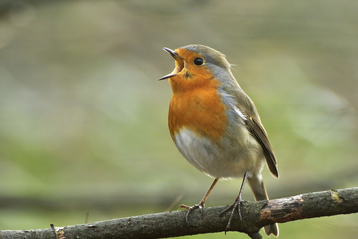 O canto dos pássaros relaxa o cérebro? Entenda o que acontece no órgão