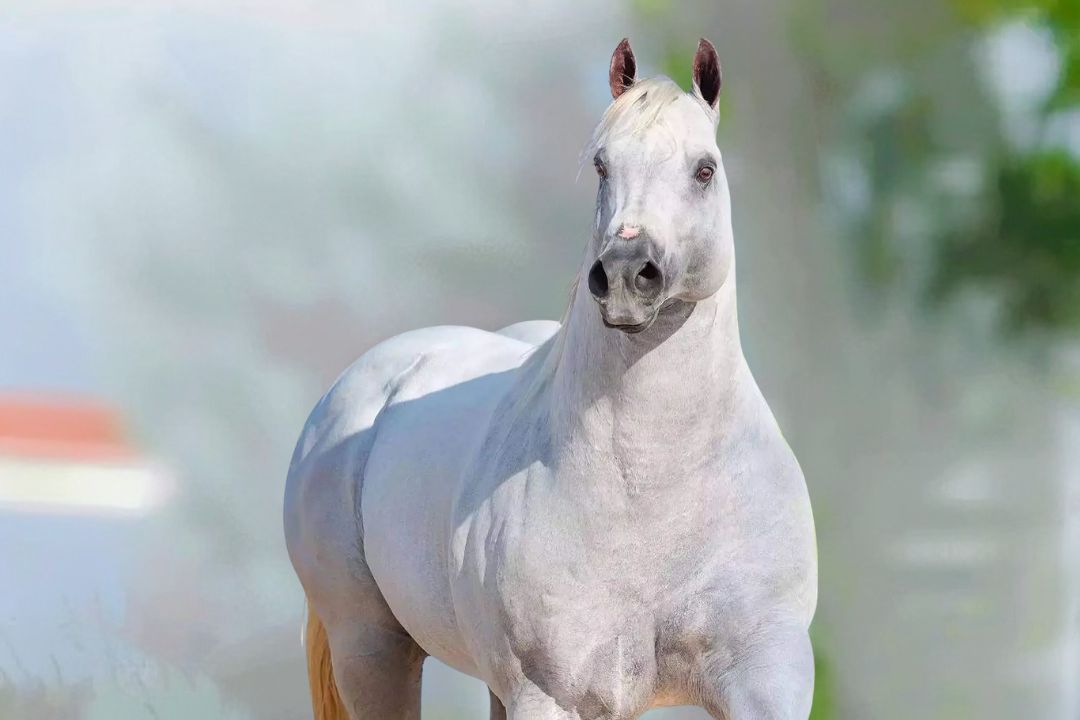 Morre um dos maiores nomes do Quarto de Milha de Vaquejada, Don Gray Diego HJG