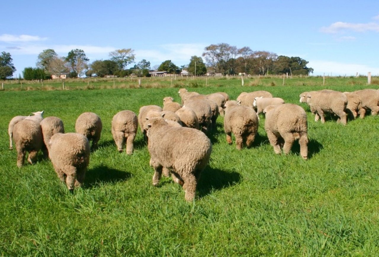 Arco fecha 2025 com avanços na ovinocultura e projeta 2026 de maior integração do setor