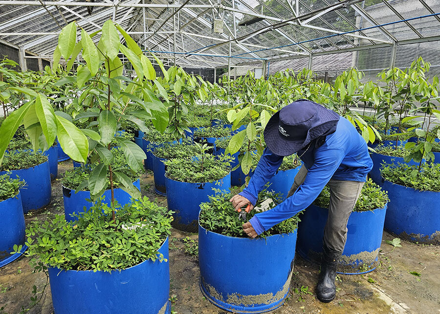Projeto inovador busca estabelecer o cultivo sustentável do pau-rosa na Amazônia