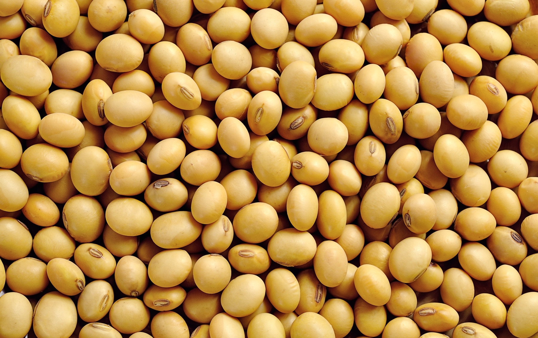 Exportadores dos EUA reportam vendas de 490 mil t de soja