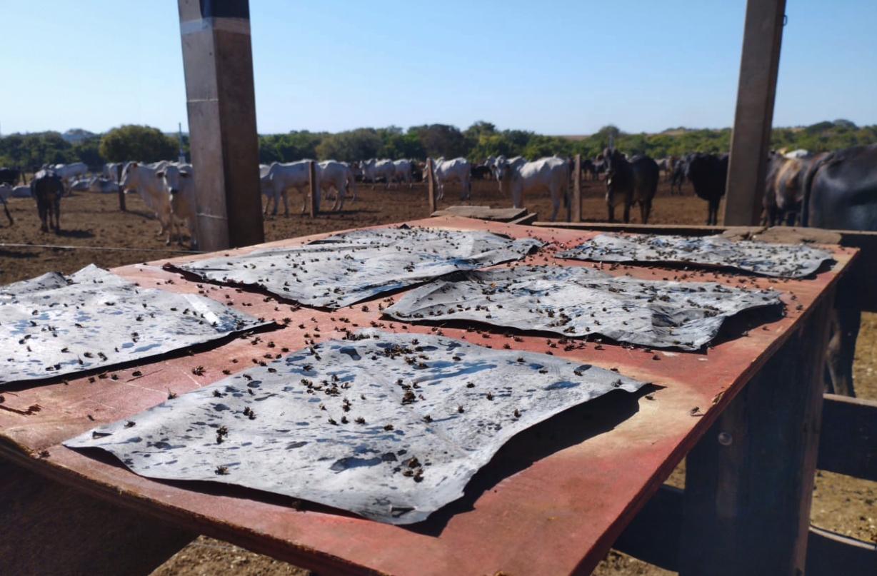 Veja como realizar um controle eficaz das moscas domésticas na fazenda