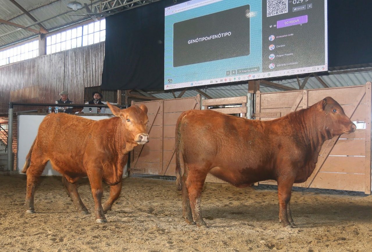 Leilões e grandes eventos marcaram de forma positiva o setor pecuário em 2025