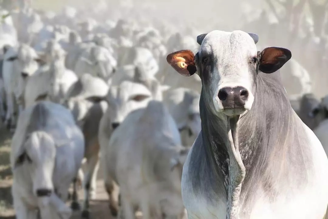 Oferta restrita mantém preços do boi gordo firmes, mas até quando? Veja as cotações