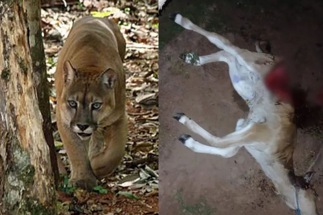 Onças atacam rebanho, matam seis cabeças de gado e acendem alerta para produtores rurais
