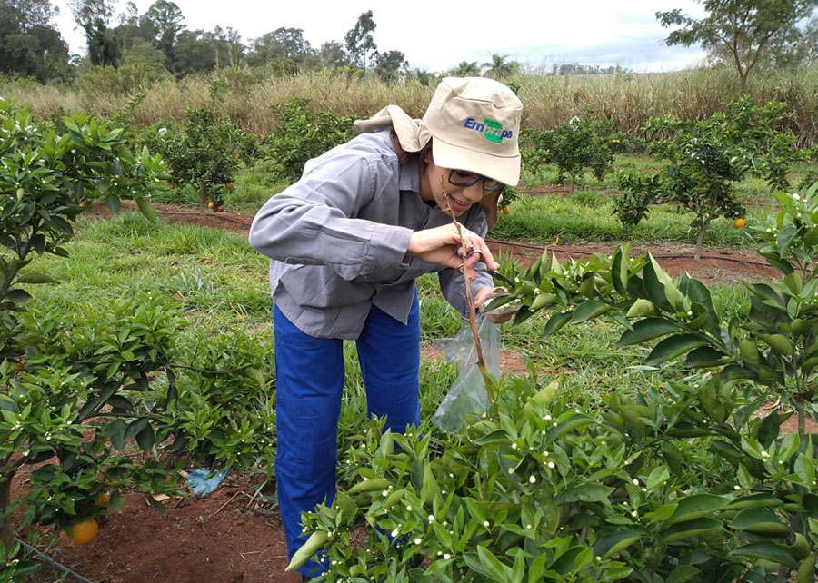 Morosidade na análise de moléculas leva Comissão de Agricultura a cobrar posicionamento do Mapa