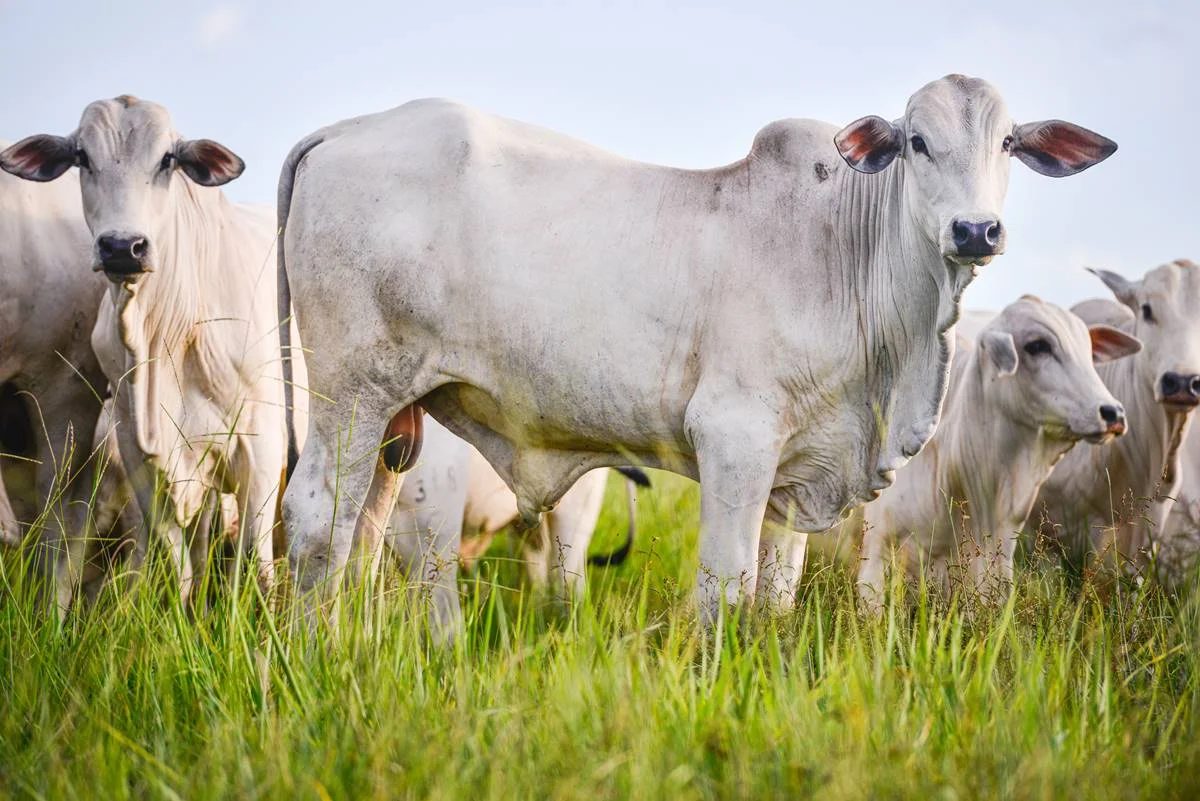 Gerente causa prejuízo de R$ 70 mil ao castrar gado vizinho de forma ilegal no Tocantins