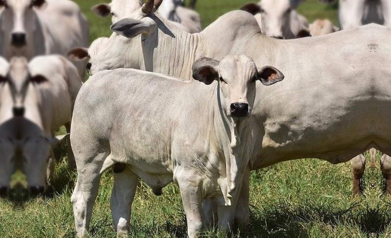 Vale a pena investir em sêmen sexado para a recria? Confira as dicas