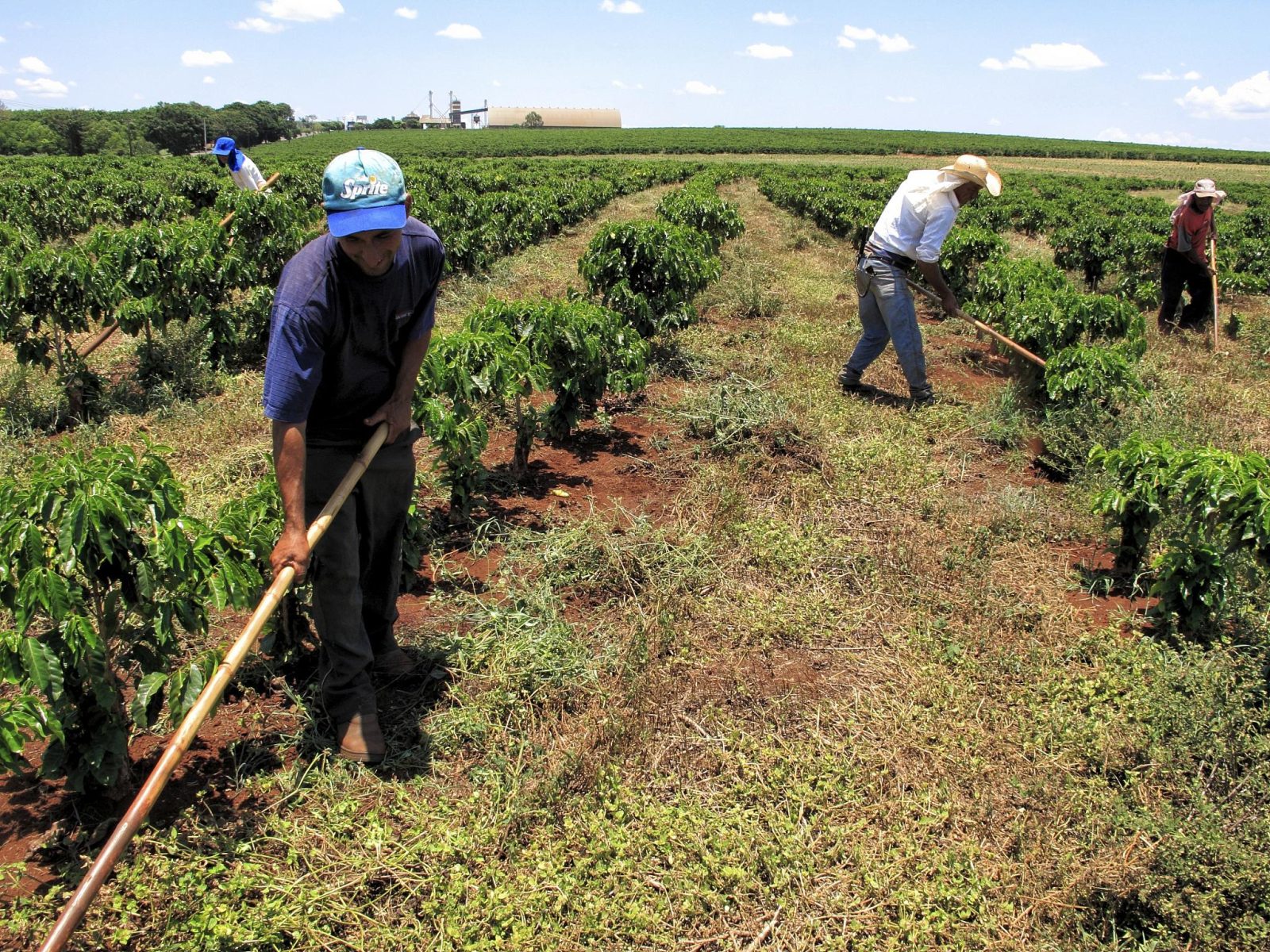 Fim da jornada 6×1 compromete produção de alimentos no Brasil, afirma Sistema FAEP