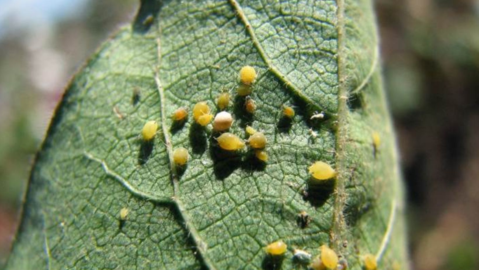 Pulgão-do-algodoeiro ameaça produtividade e exige manejo precoce