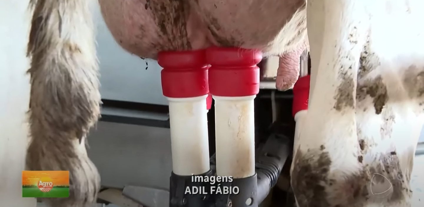 Ordenha milionária: Produtor de GO investe R$ 2,4 milhões em ordenhas robóticas