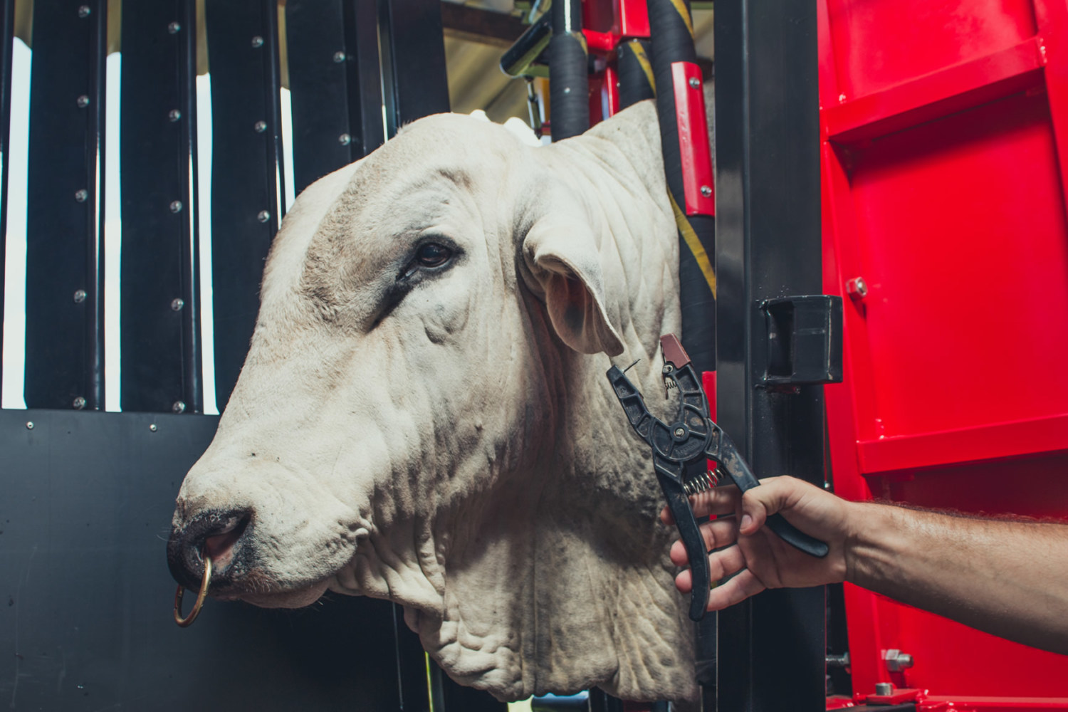 Rastreabilidade bovina avança lentamente e falta de informação trava adesão dos pecuaristas