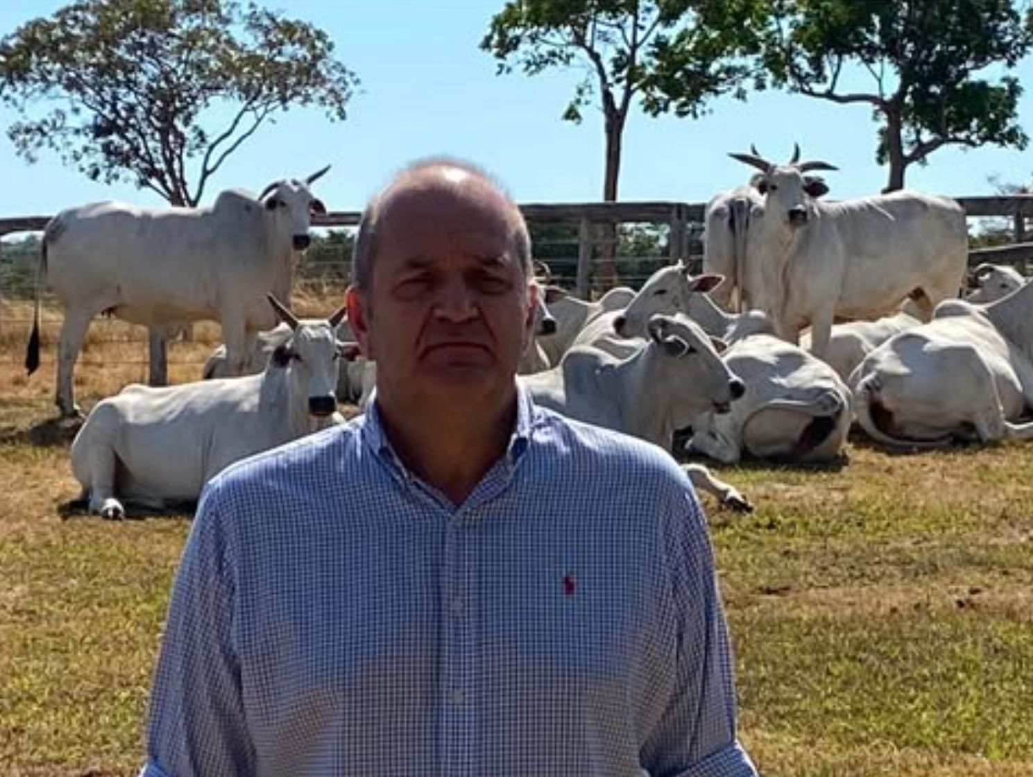 Estão “gabiruzando” o Nelore brasileiro e o prejuízo já está aparecendo, alerta especialista