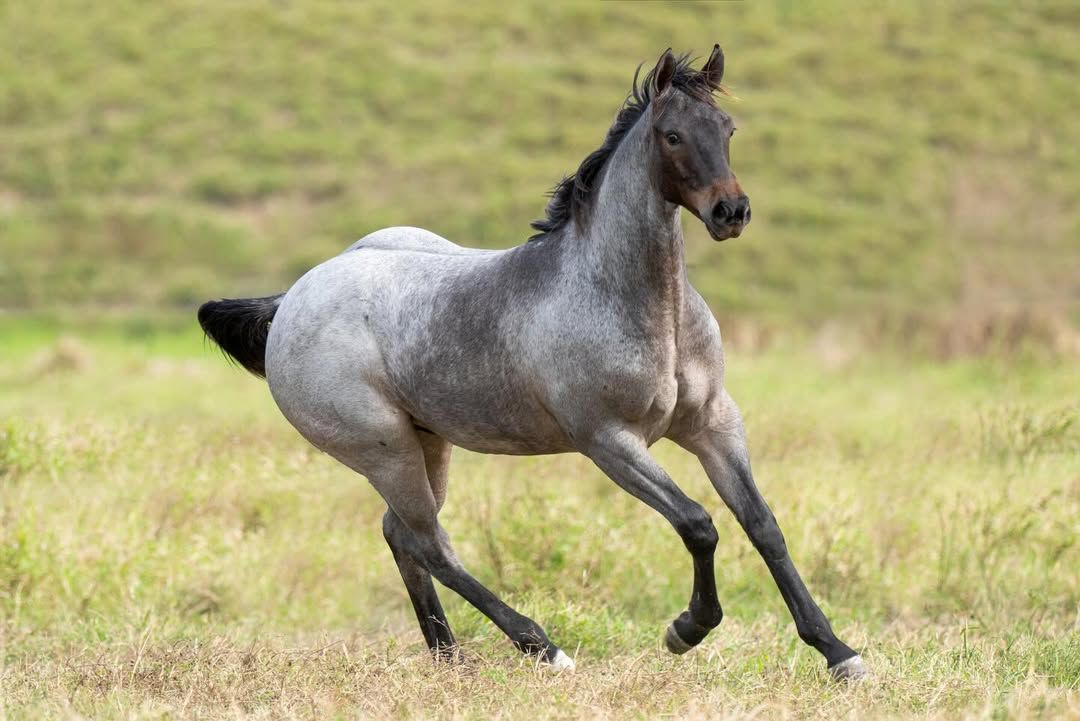 Leilão Agro CPMF & Haras MSL cresce 23% e consolida genética campeã na Vaquejada