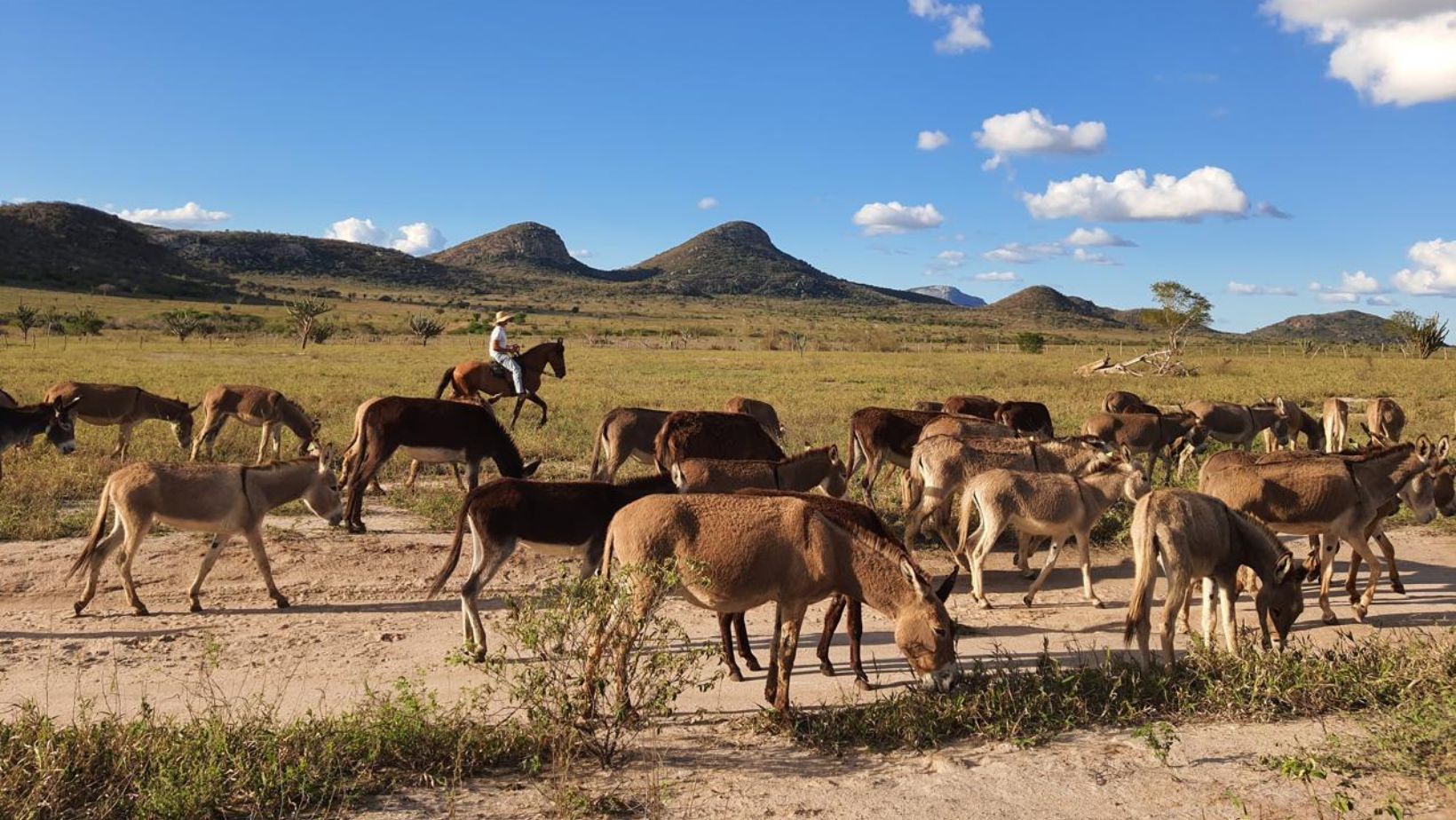 A falsa extinção dos jumentos no Brasil