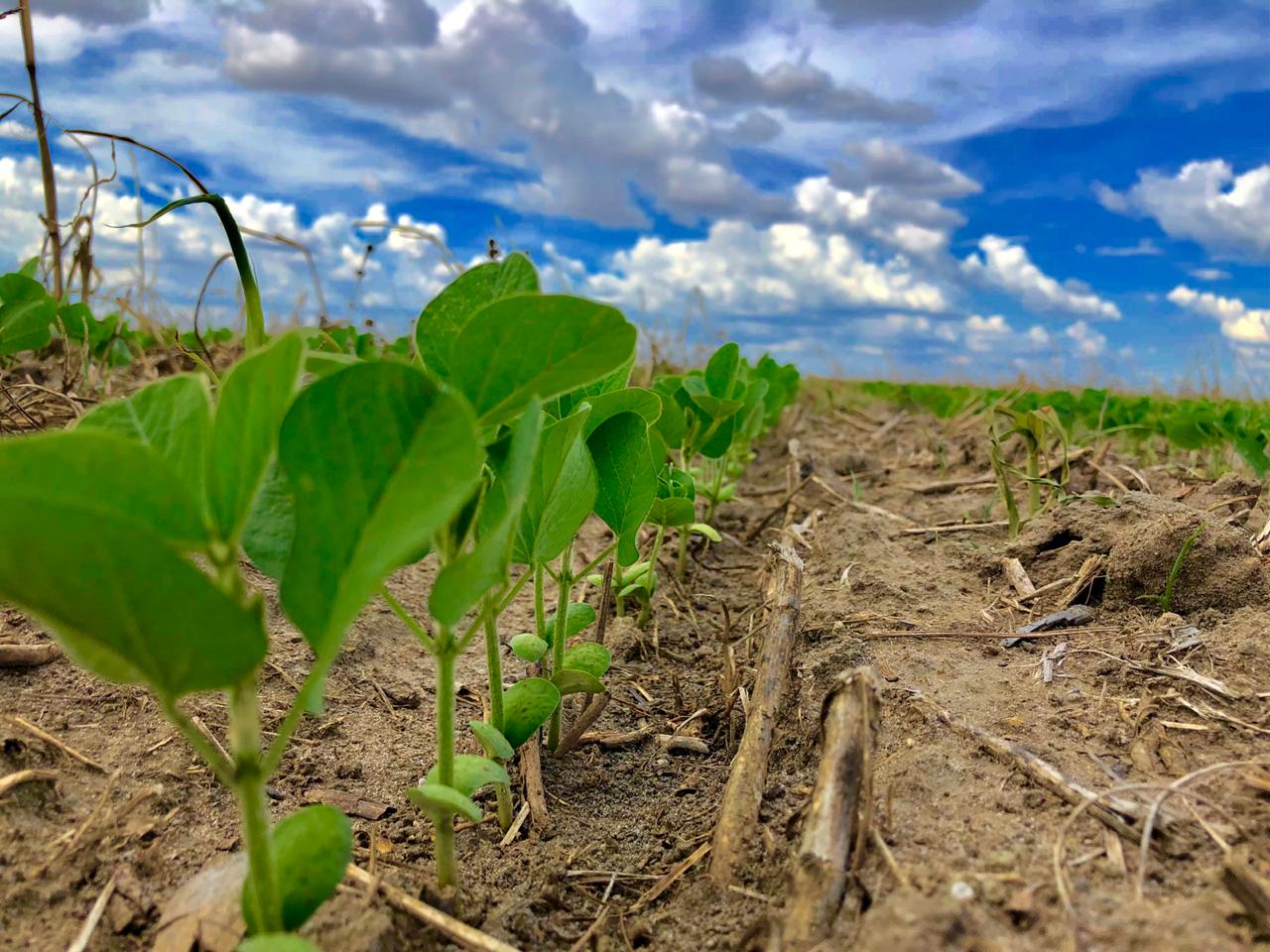 Conab: plantio de soja 2025/26 atinge 94,1% da área; de algodão, 10,1%